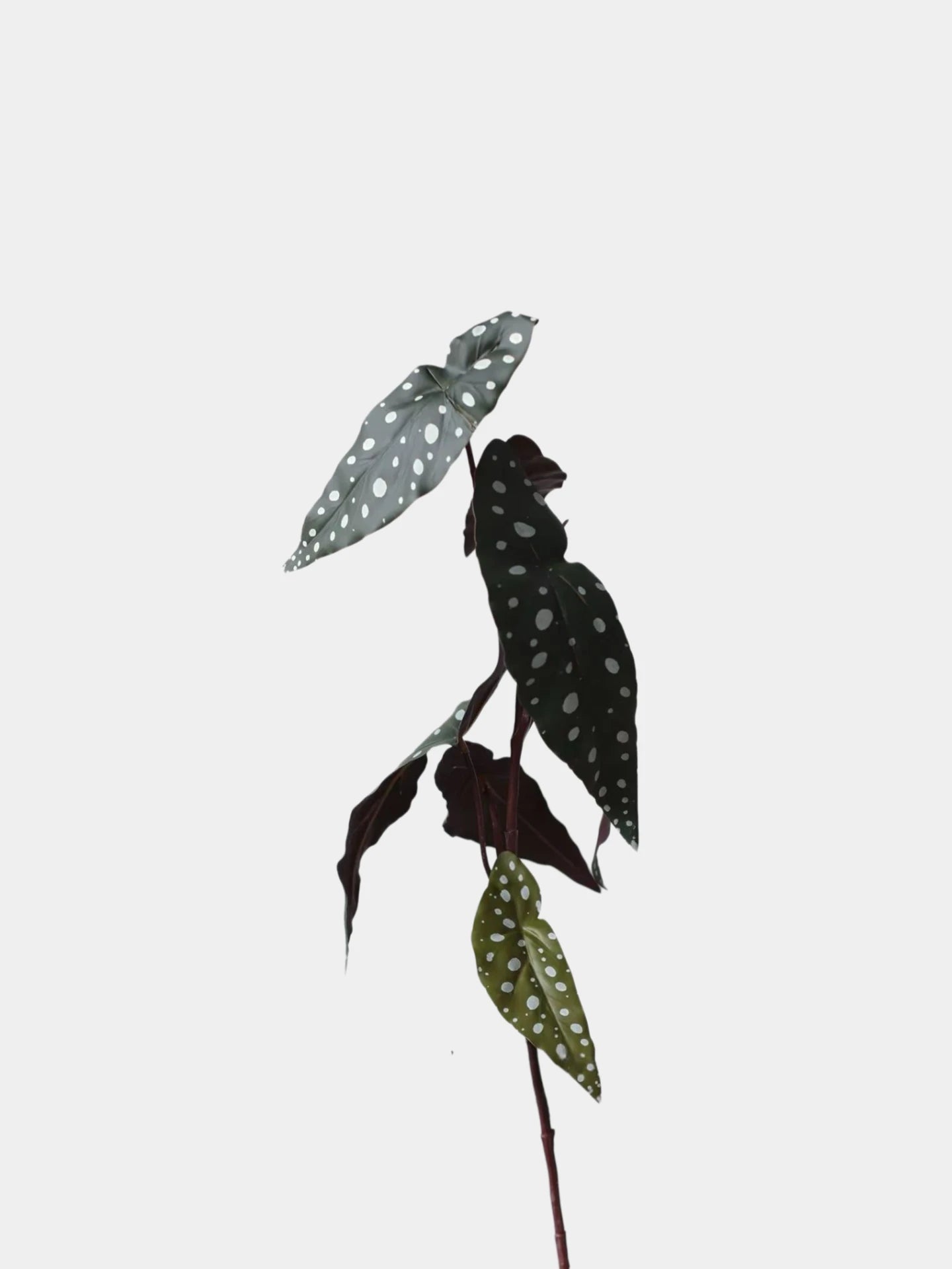 Faux Textured Begonia Leaf Spray – 74cm