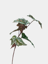 Faux Textured Begonia Leaf Spray – 74cm