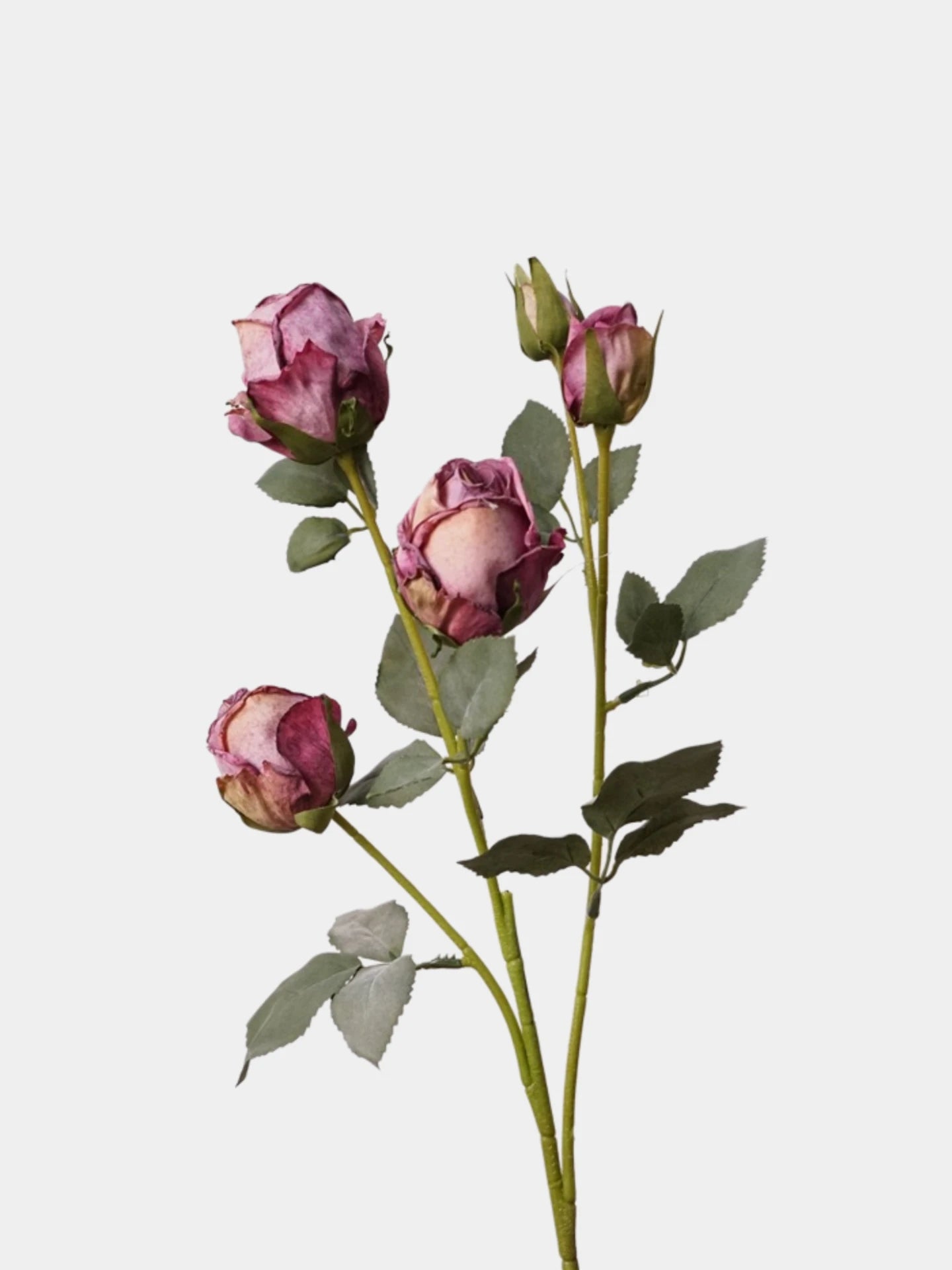 Faux Toasted Edge Spray Rose – 25"