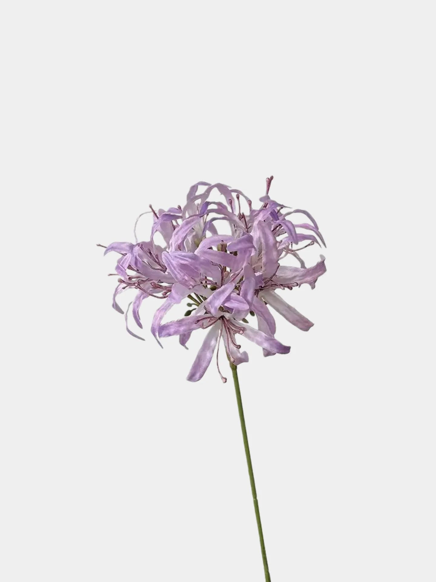 Faux Moonlight Star Agapanthus -31"