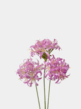 フェイクムーンライトスターヤグルマギク -31"