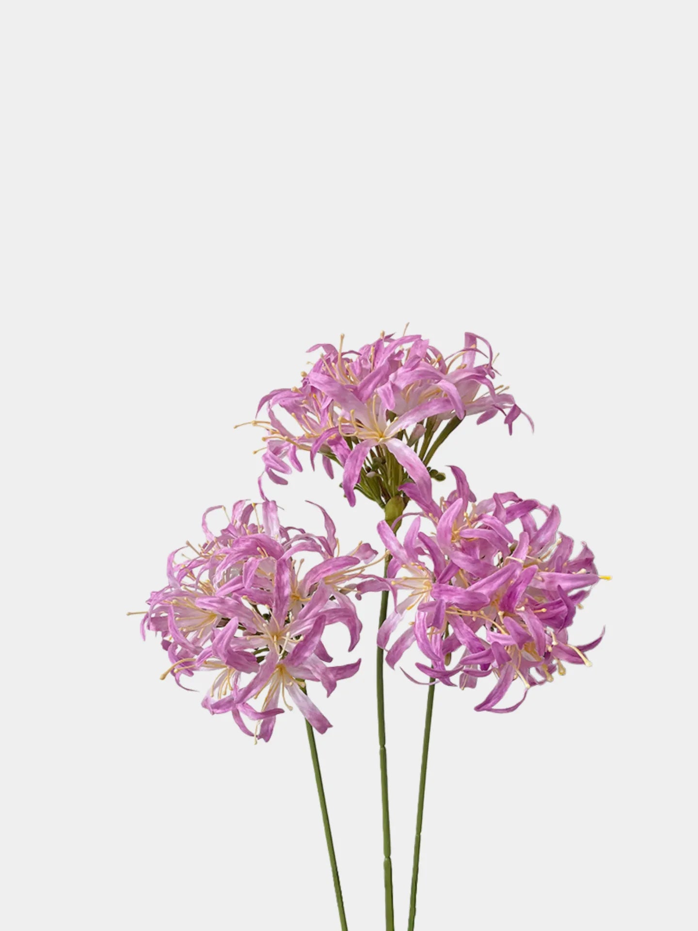 Faux Moonlight Star Agapanthus -31"