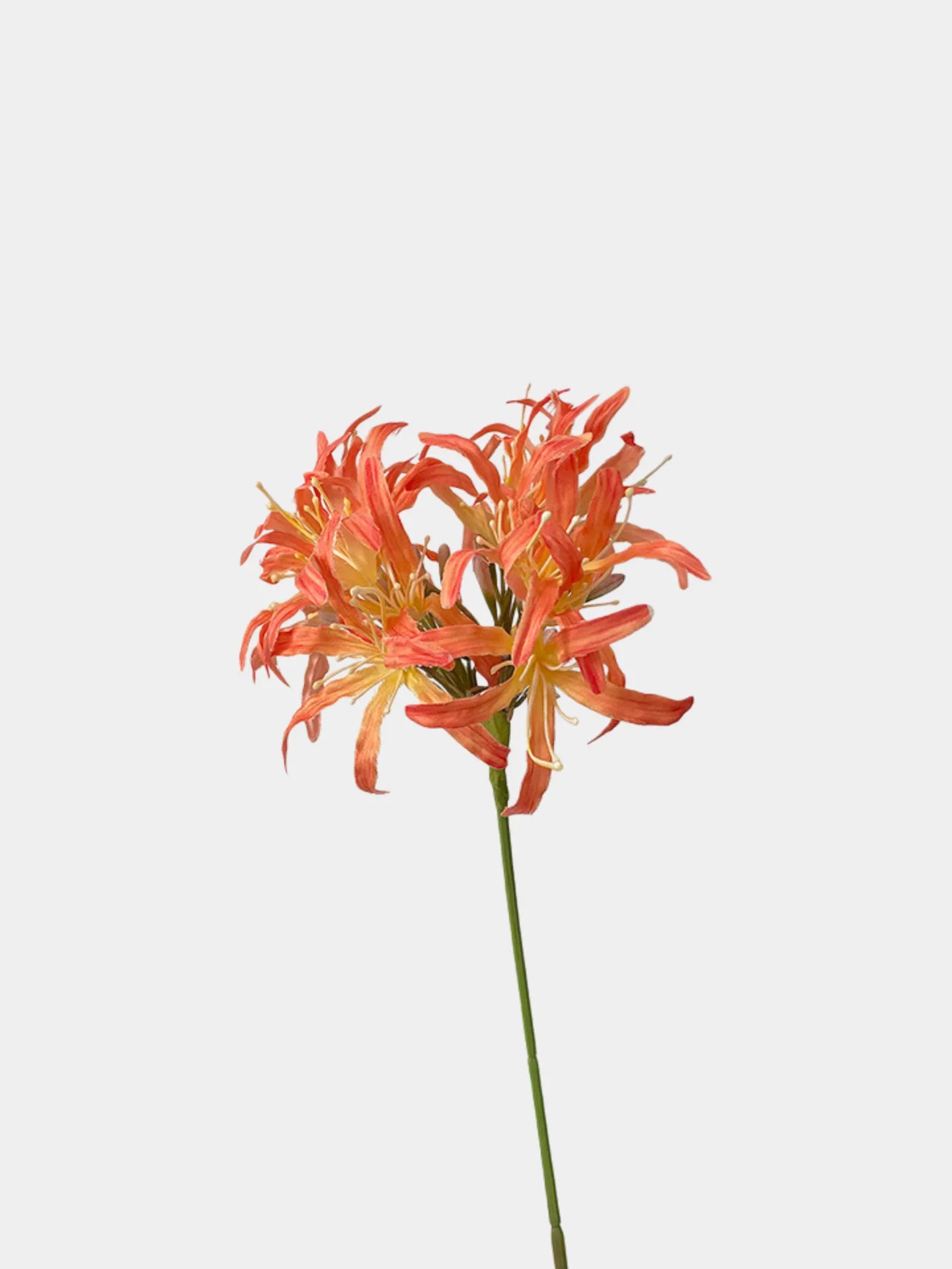 Faux Moonlight Star Agapanthus -31"