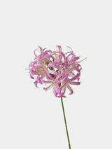 フェイクムーンライトスターヤグルマギク -31"