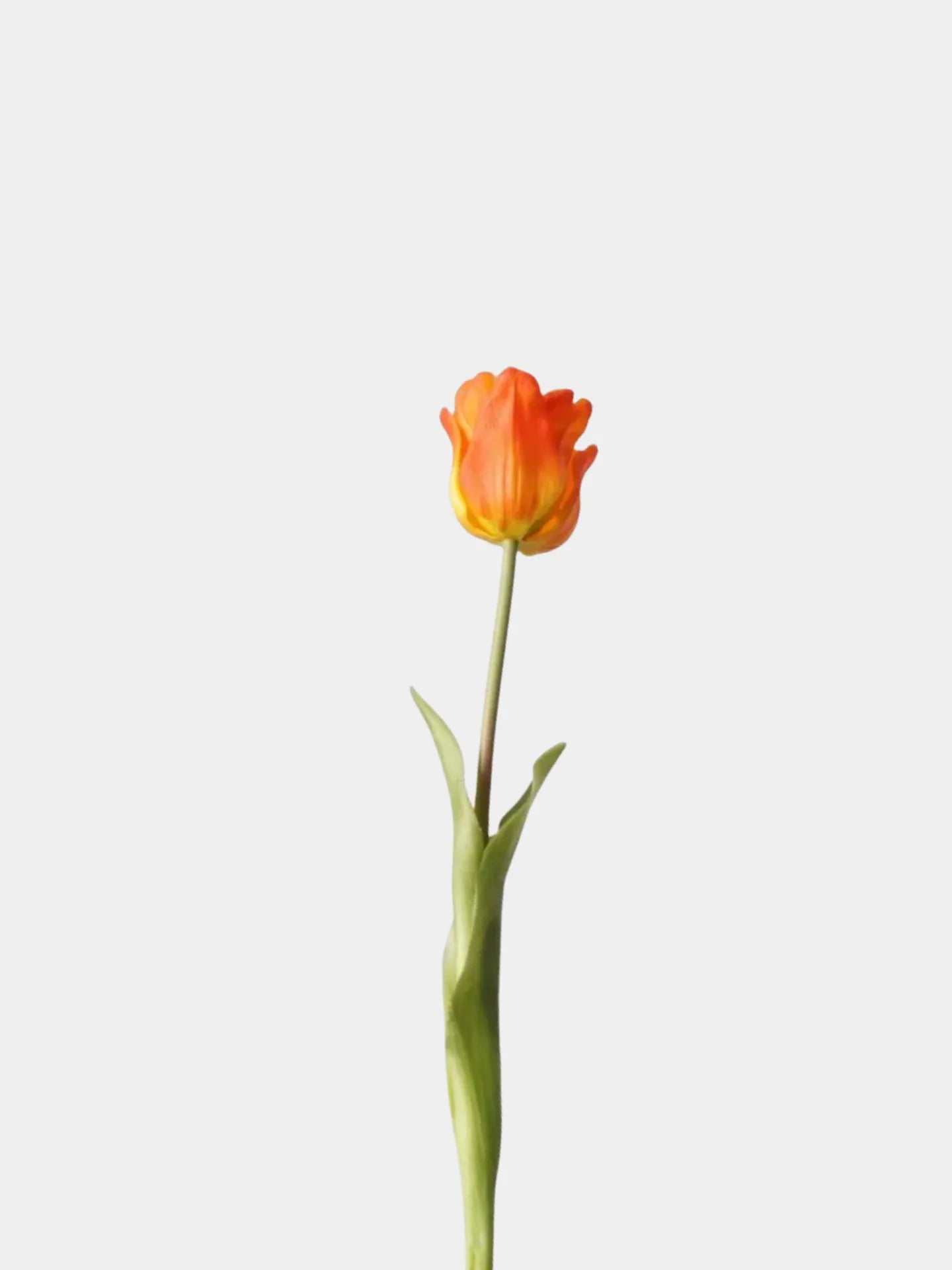 Falsche Tulpen – Einzelner Stiel oder Bündel – Orange