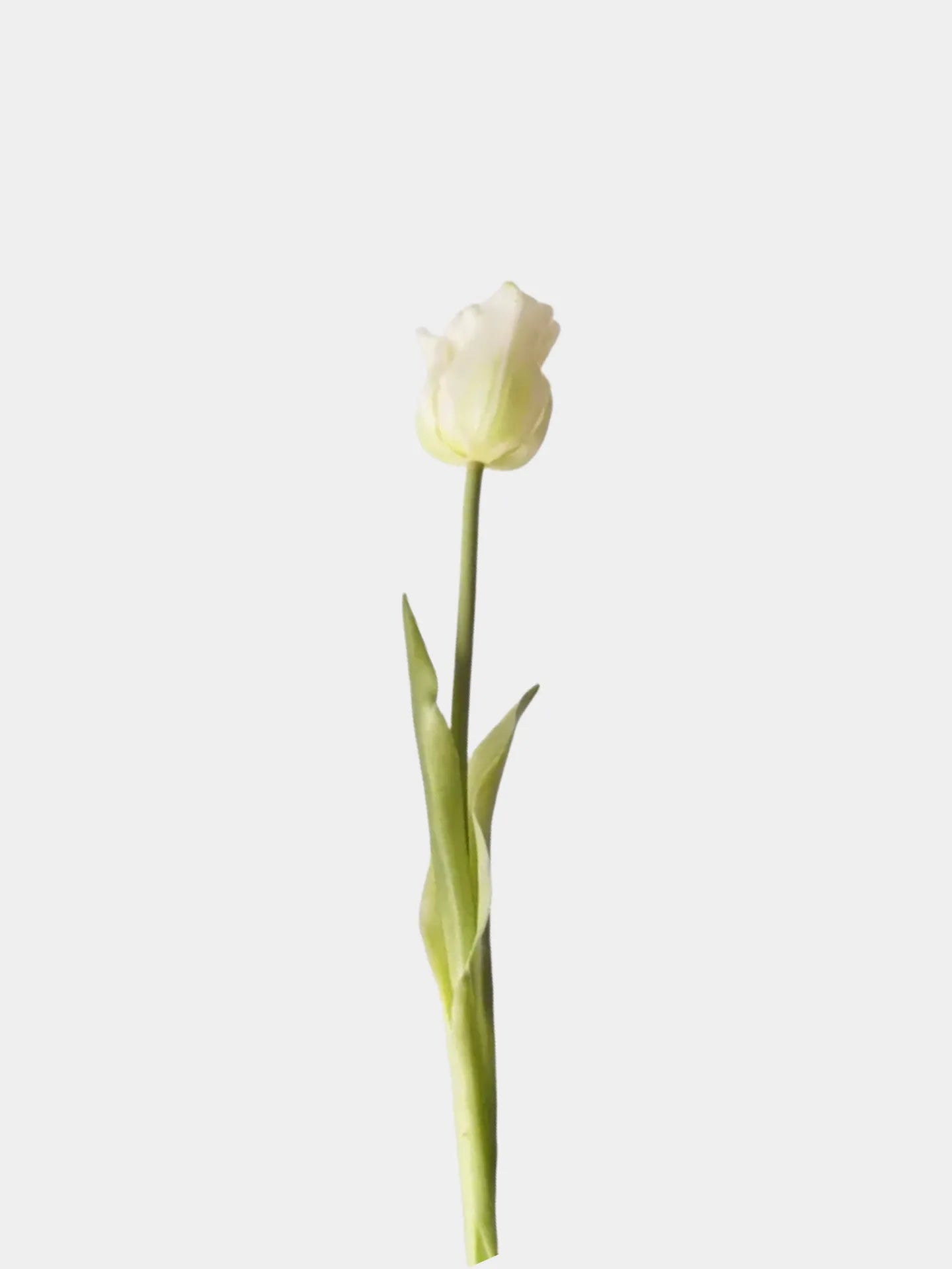 Künstliche Tulpen – Einzelstiel oder Bündel – Weiß