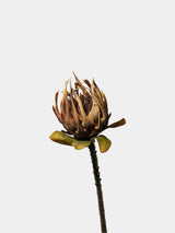 Giant Artificial King Protea Stem – 38.5"