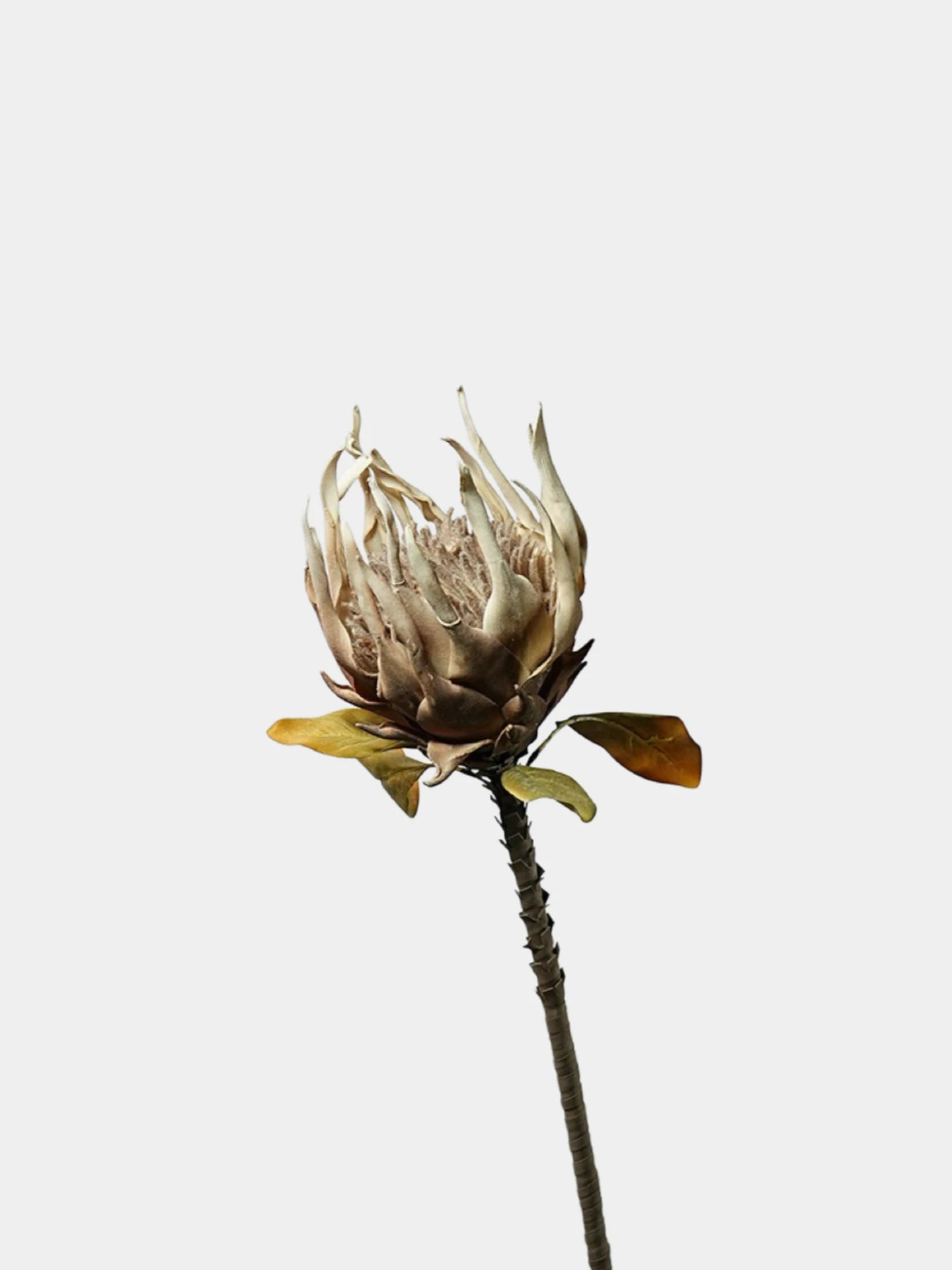 Giant Artificial King Protea Stem – 38.5"