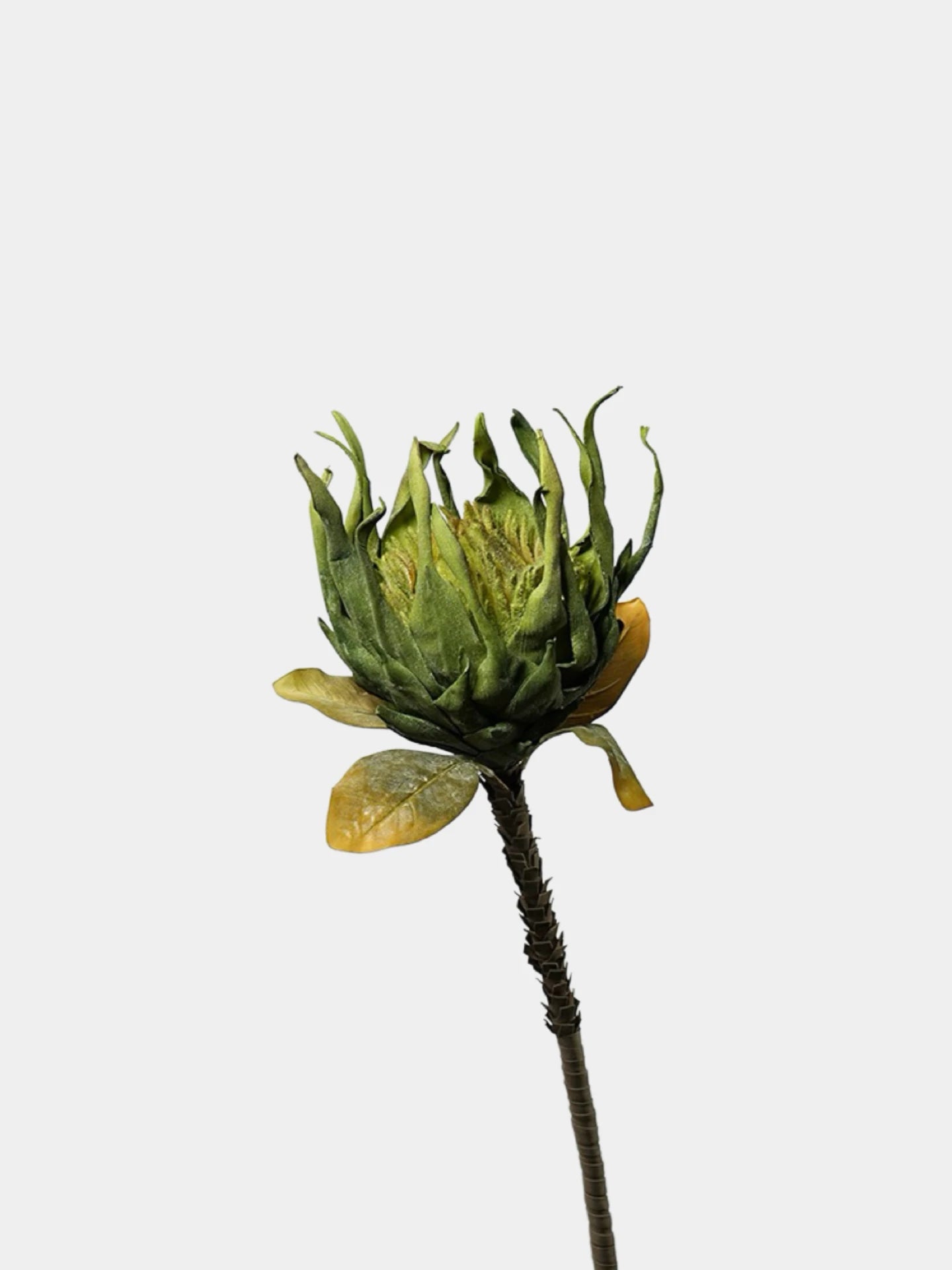 Giant Artificial King Protea Stem – 38.5"