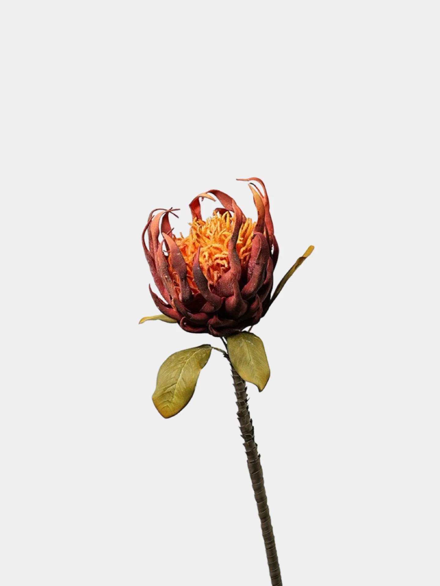 Giant Artificial King Protea Stem – 38.5"