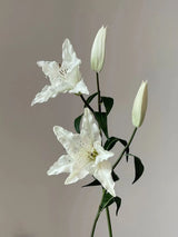 リアルタッチ人工ユリステム