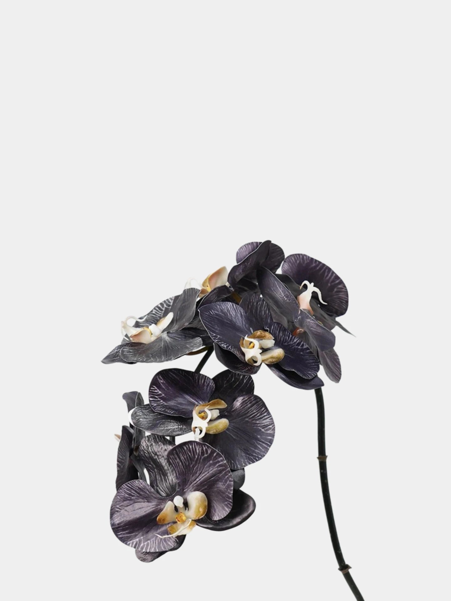 Premium Künstliche Phalaenopsis-Orchidee in Schwarz – 91 cm