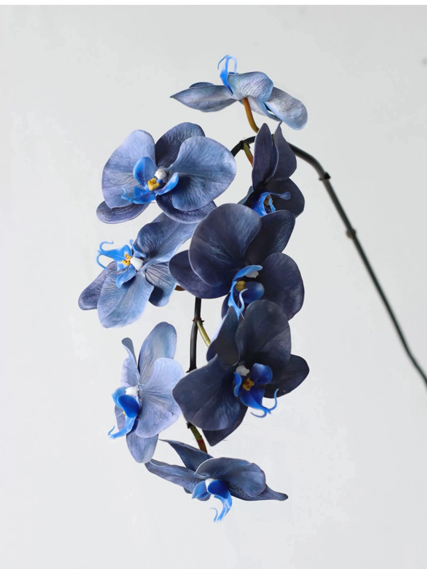 Premium Phalaenopsis Orchidee mit "Real Touch" in Blau – 91 cm
