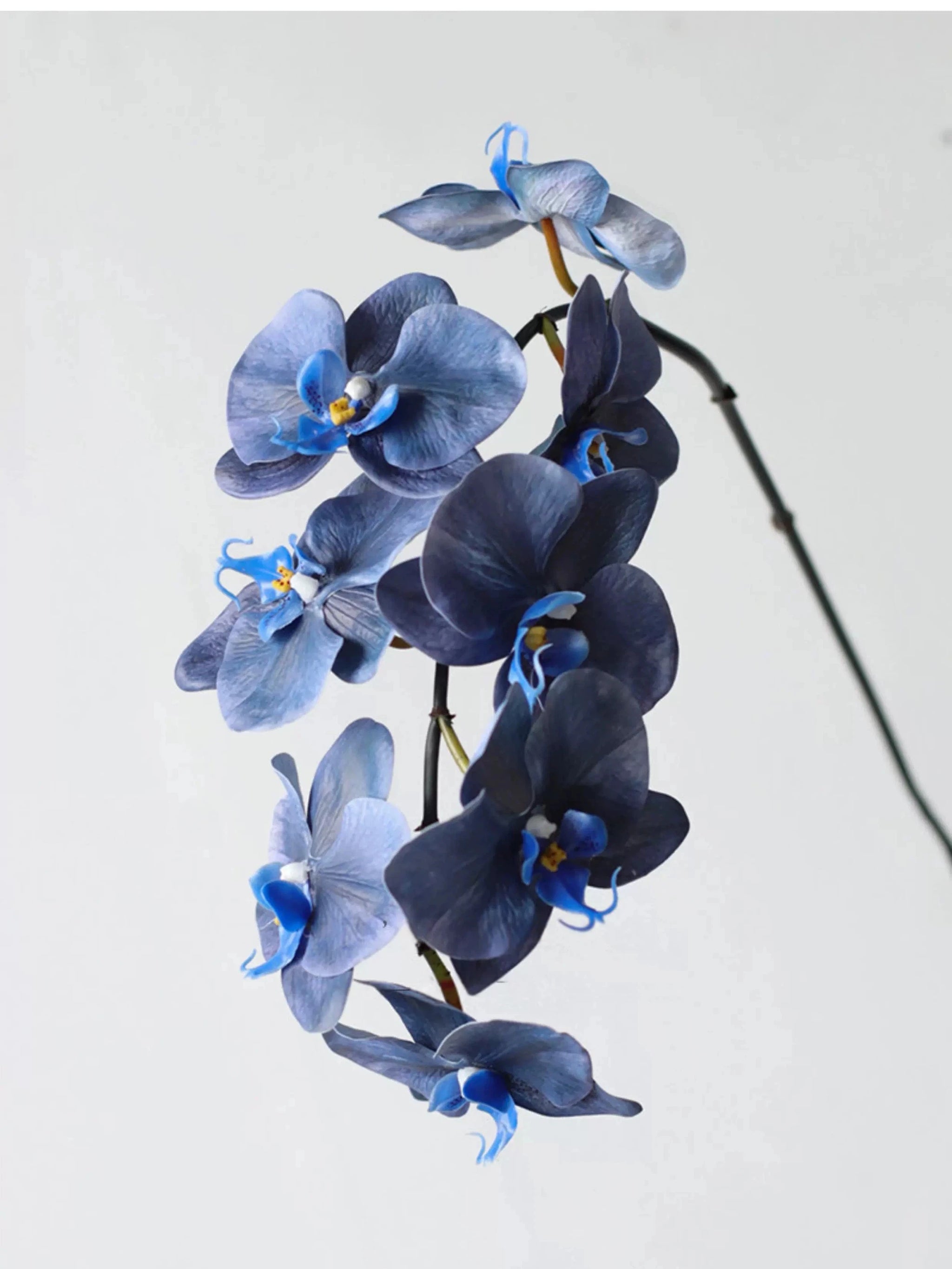 Premium Phalaenopsis Orchidee mit "Real Touch" in Blau – 91 cm