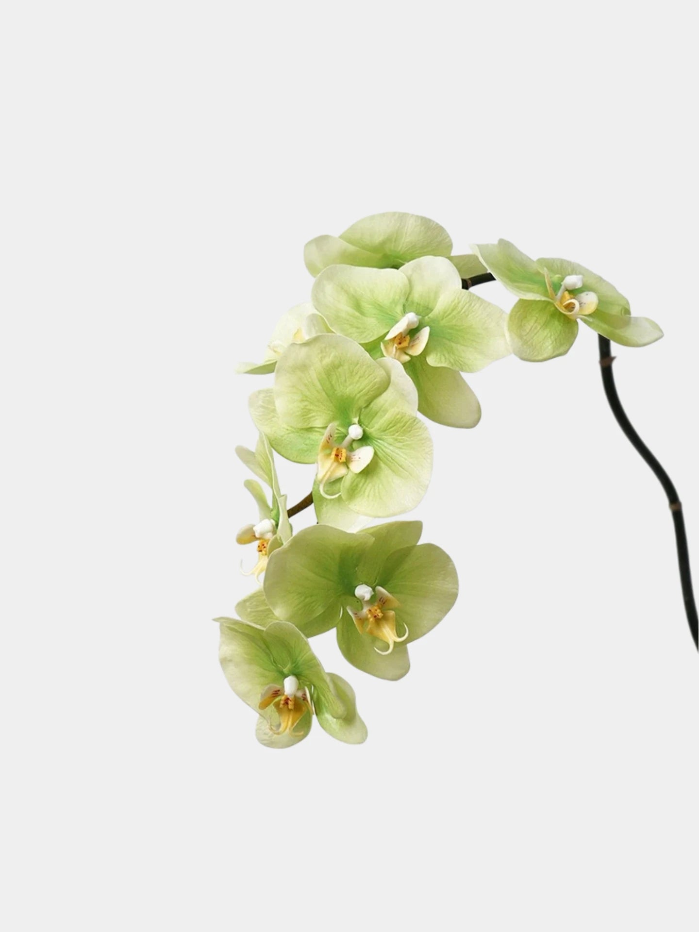 Premium Real Touch Phalaenopsis Orchidee in Grün – 90 cm
