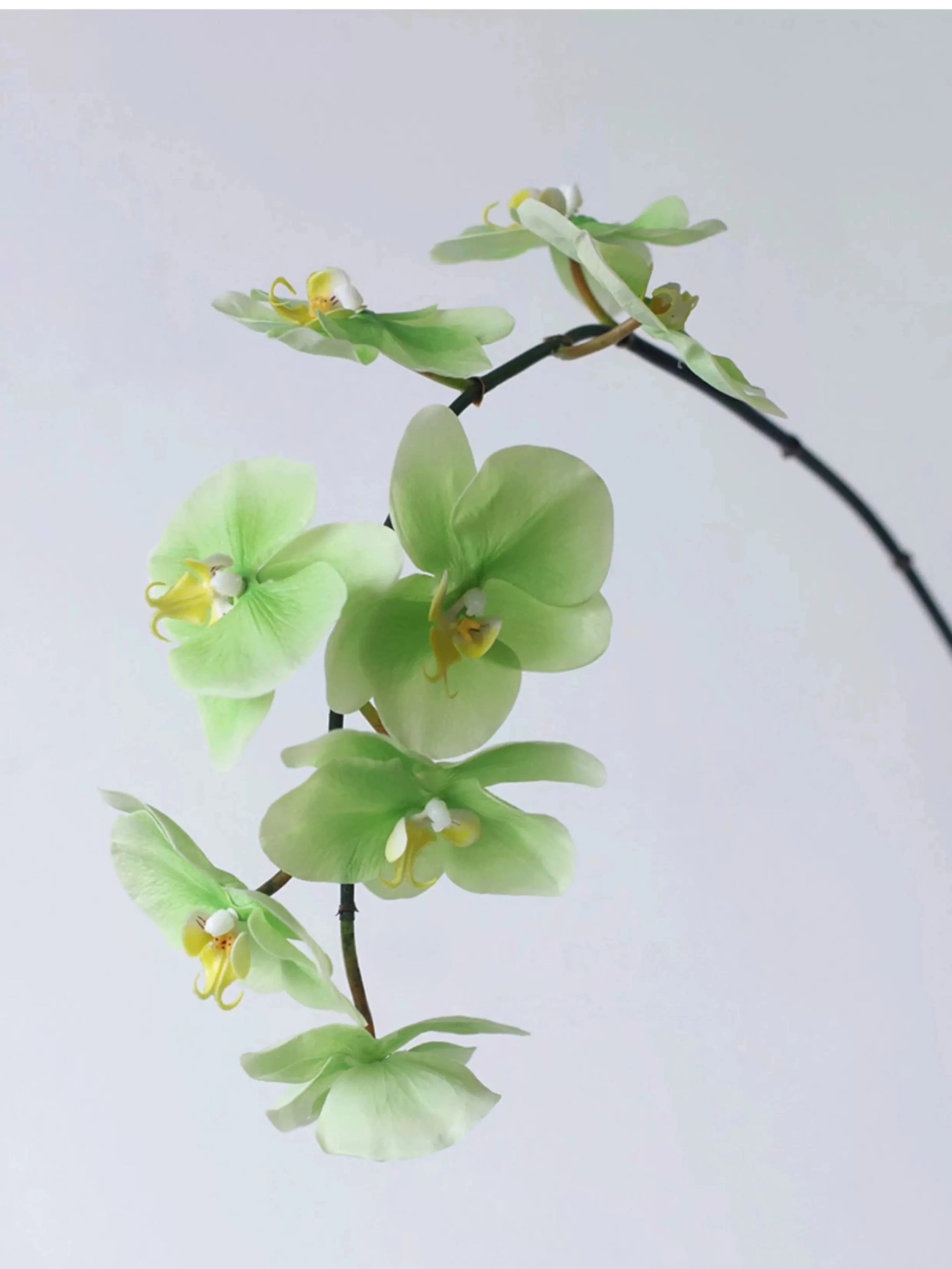 Premium Real Touch Phalaenopsis Orchidee in Grün – 90 cm