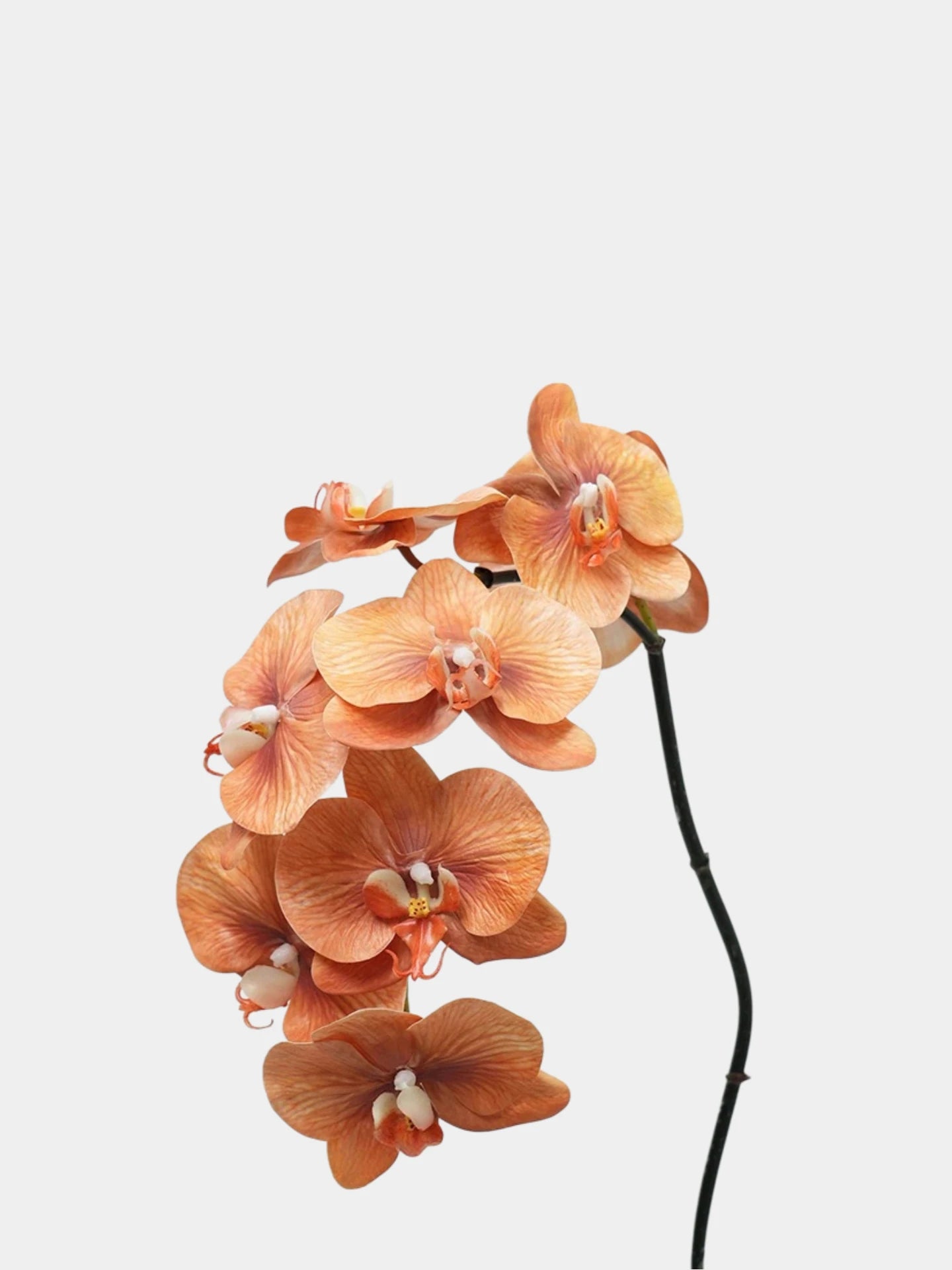 Phalaenopsis-Orchidee „Real Touch“ Premium in Orange – 91 cm