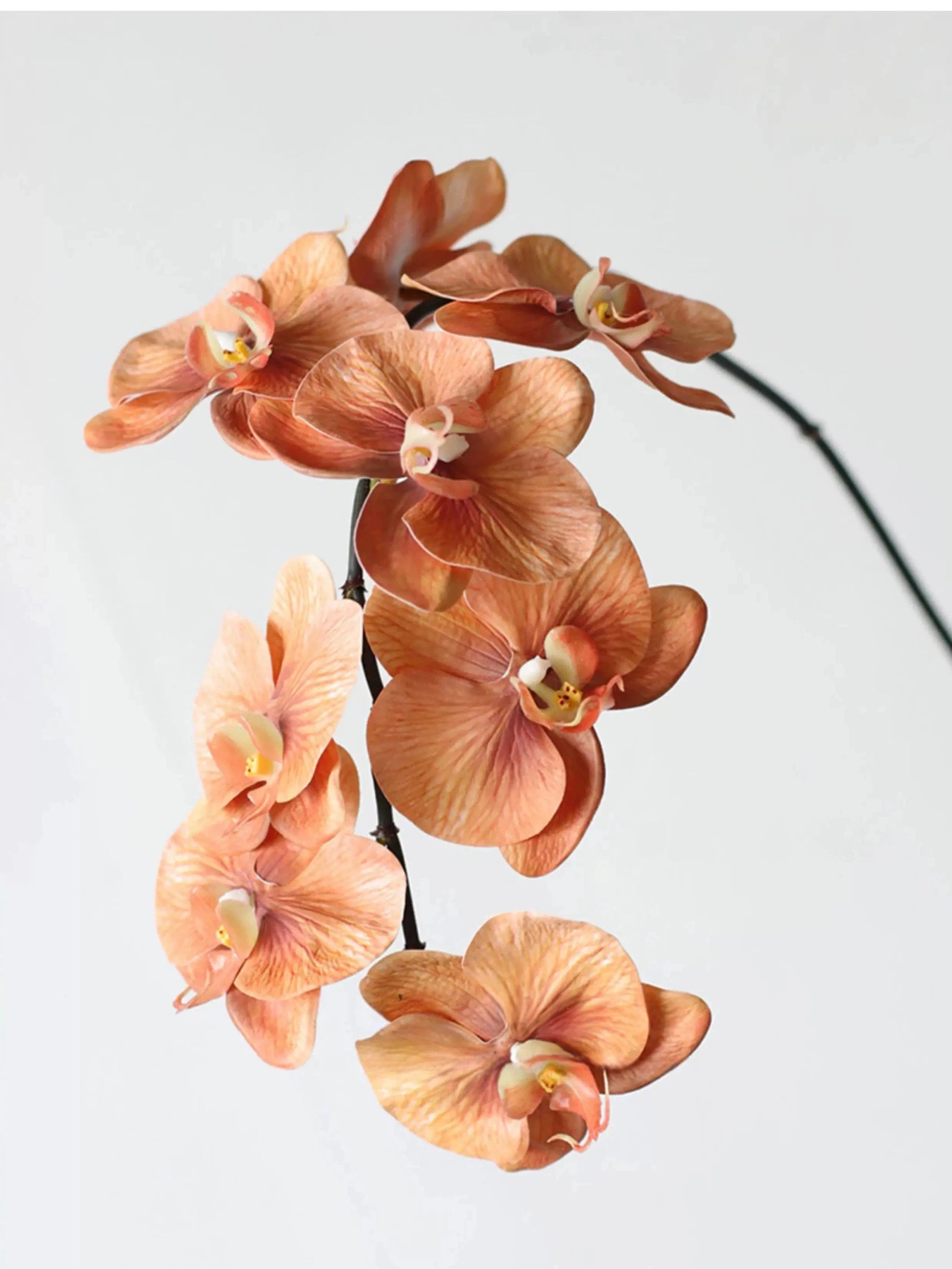 Phalaenopsis-Orchidee „Real Touch“ Premium in Orange – 91 cm