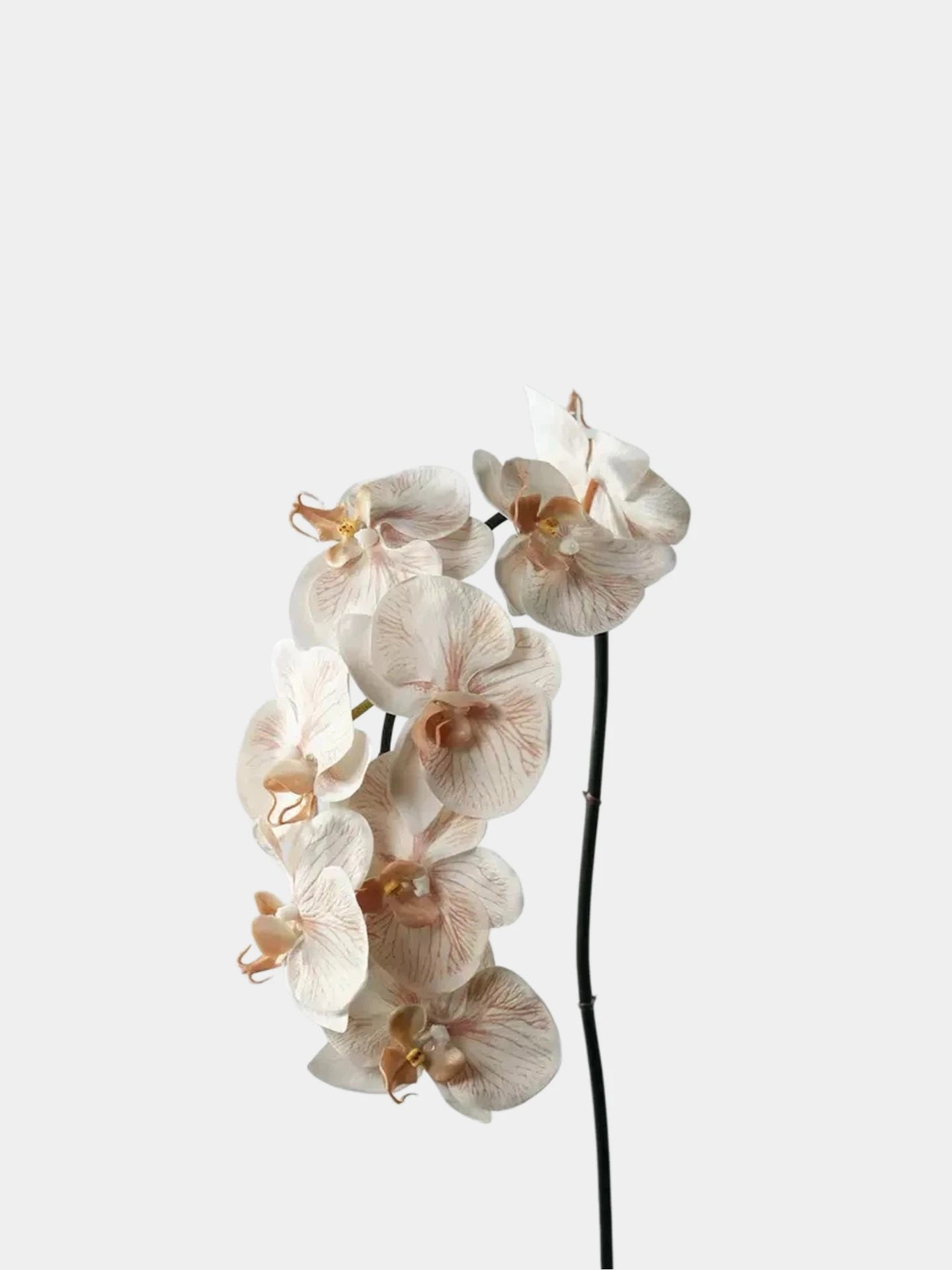 Premium Real Touch Phalaenopsis Orchid in Nude– 36"