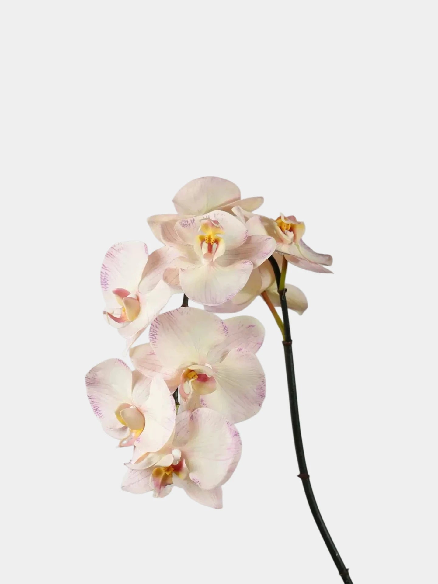 Hochwertige Phalaenopsis Orchidee „Real Touch“ in Blassrosa – 91 cm