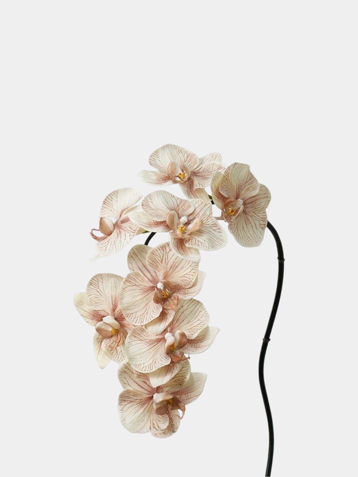 Premium Real Touch Phalaenopsis Orchid in Nude– 36"