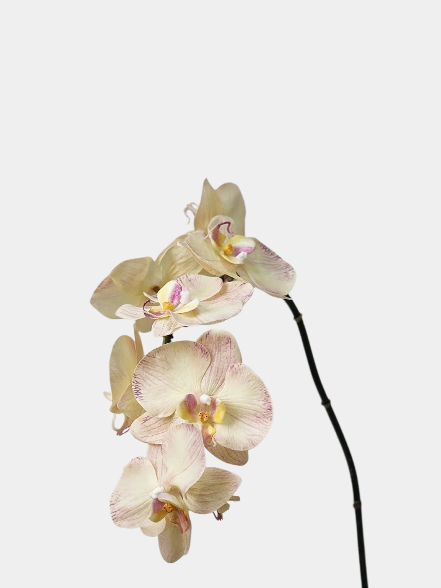 Hochwertige Phalaenopsis Orchidee „Real Touch“ in Blassrosa – 91 cm