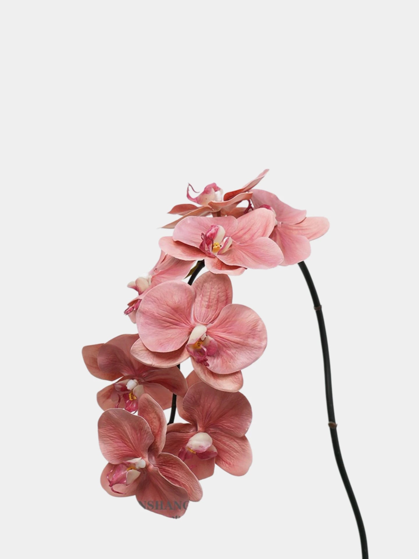 Premium Phalaenopsis-Orchidee „Real Touch“ in Pink – 91 cm