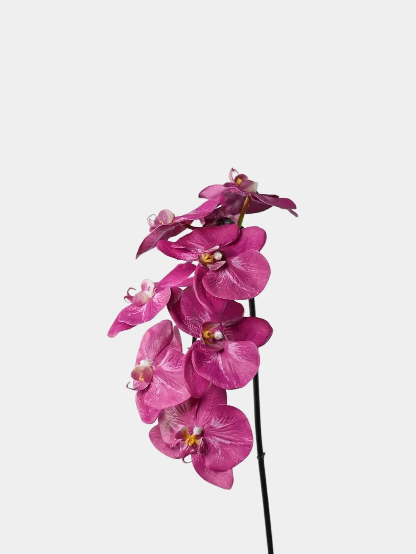Premium Phalaenopsis-Orchidee „Real Touch“ in Pink – 91 cm