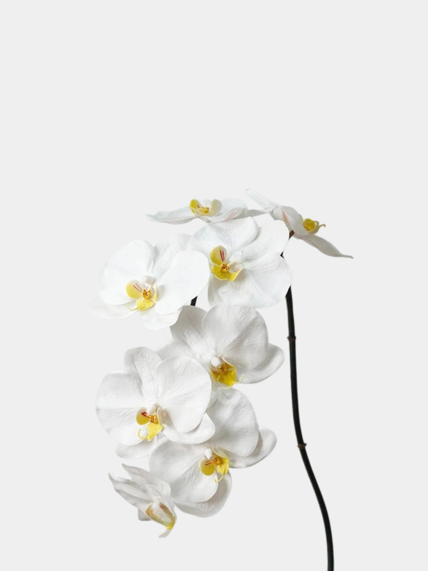 Premium Real Touch Phalaenopsis-Orchidee in Weiß – 91 cm