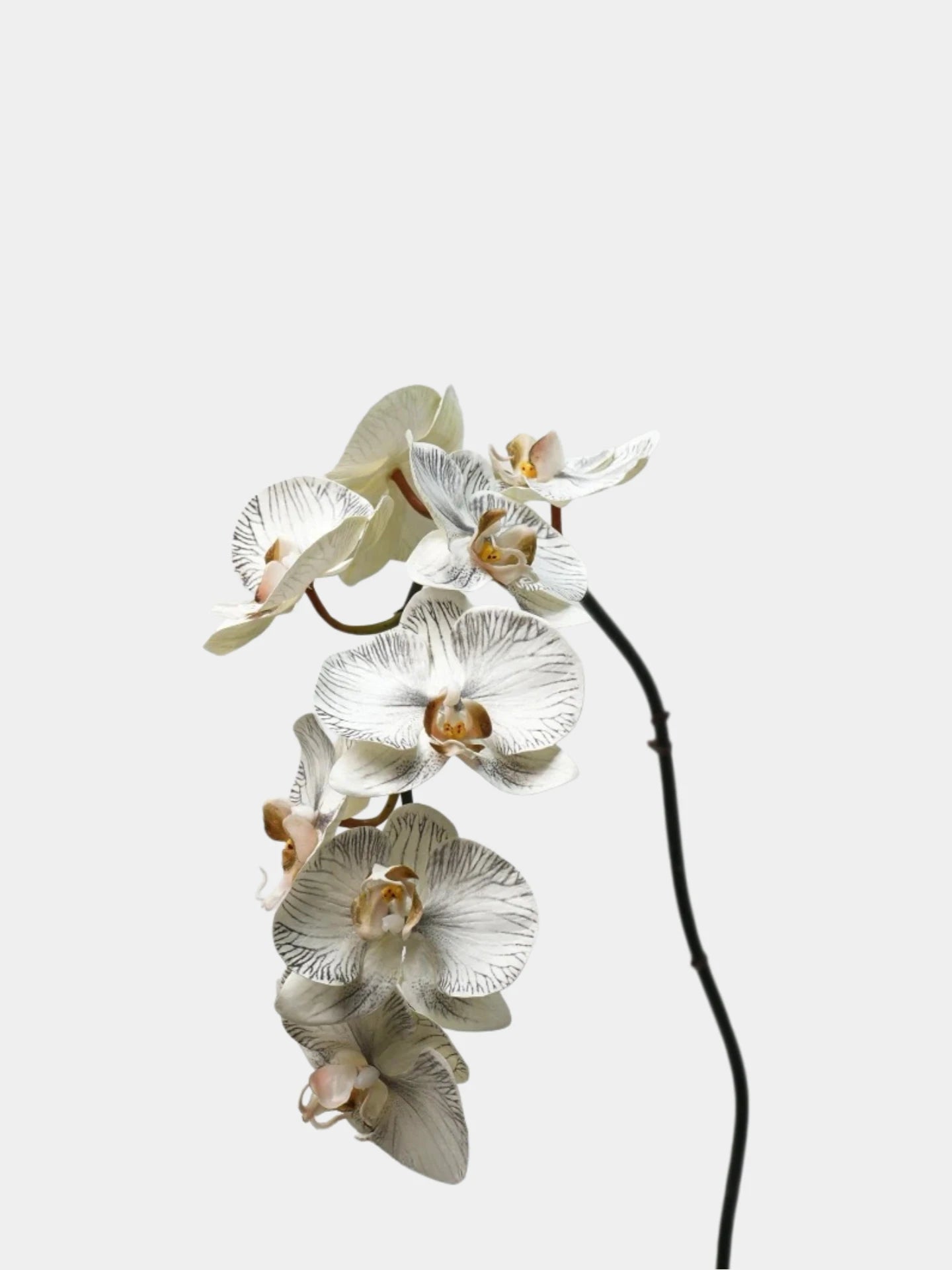 Premium Real Touch Phalaenopsis Orchid in Nude– 36"