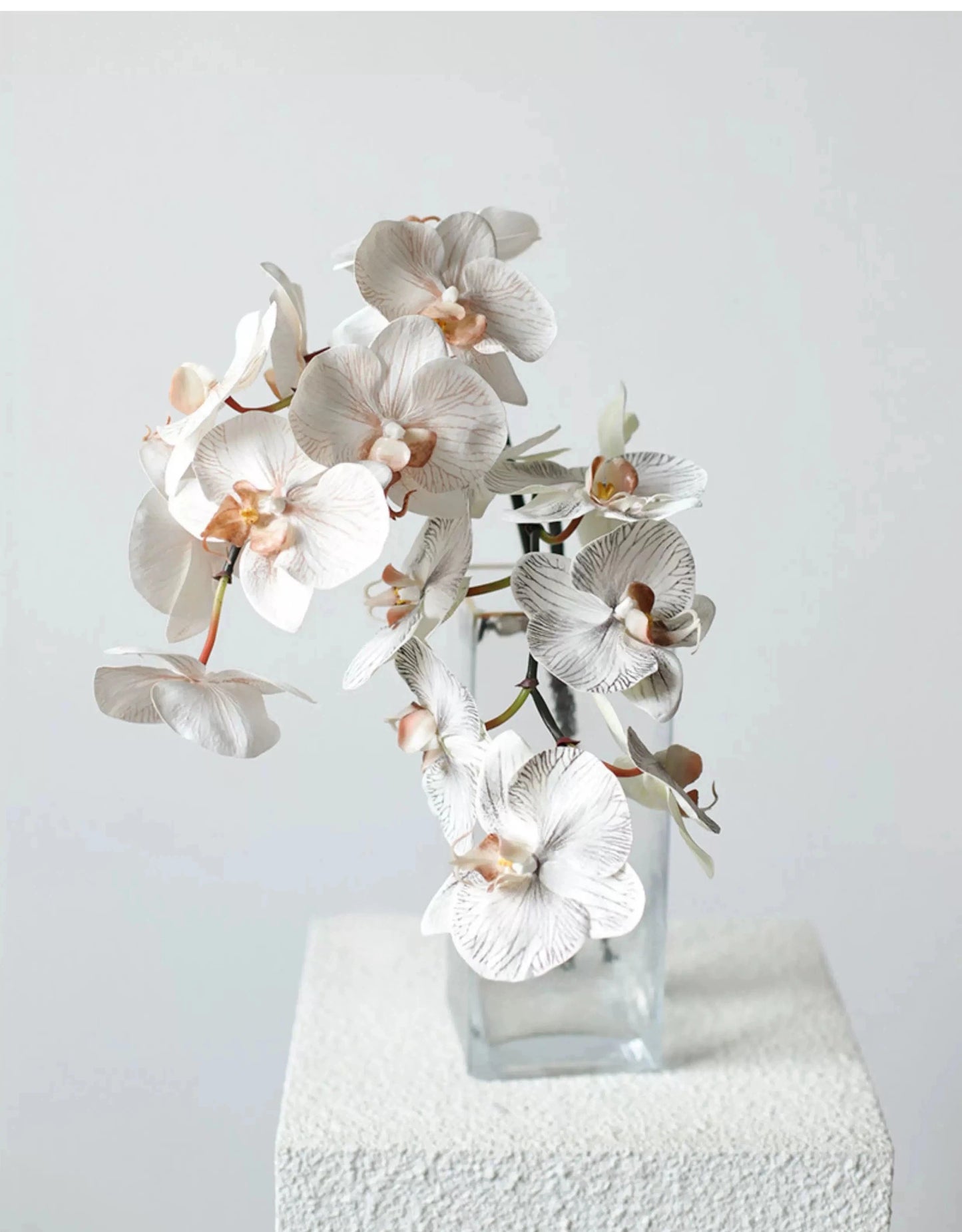 Premium Real Touch Phalaenopsis Orchid in Nude– 36"
