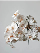 Premium Real Touch Phalaenopsis Orchid in Nude– 36"