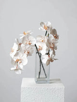 Premium Real Touch Phalaenopsis Orchid in Nude– 36"