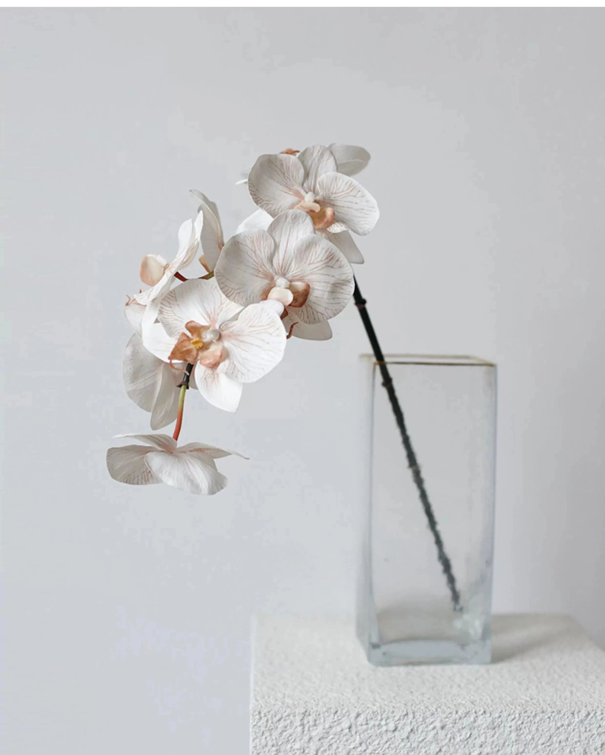 Premium Real Touch Phalaenopsis Orchid in Nude– 36"