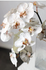Premium Real Touch Phalaenopsis Orchid in Nude– 36"