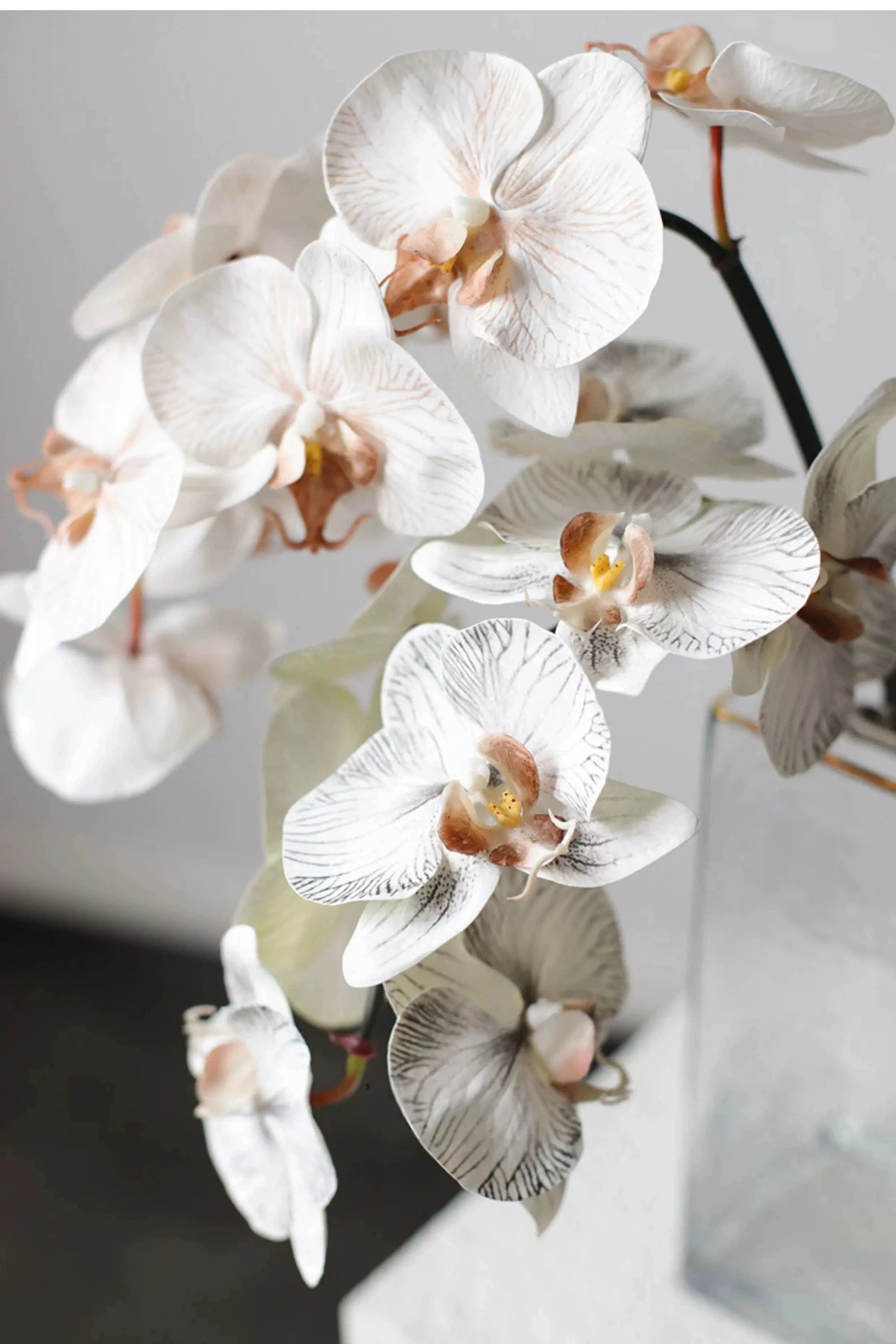 Premium Real Touch Phalaenopsis Orchid in Nude– 36"