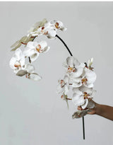 Premium Real Touch Phalaenopsis Orchid in Nude– 36"