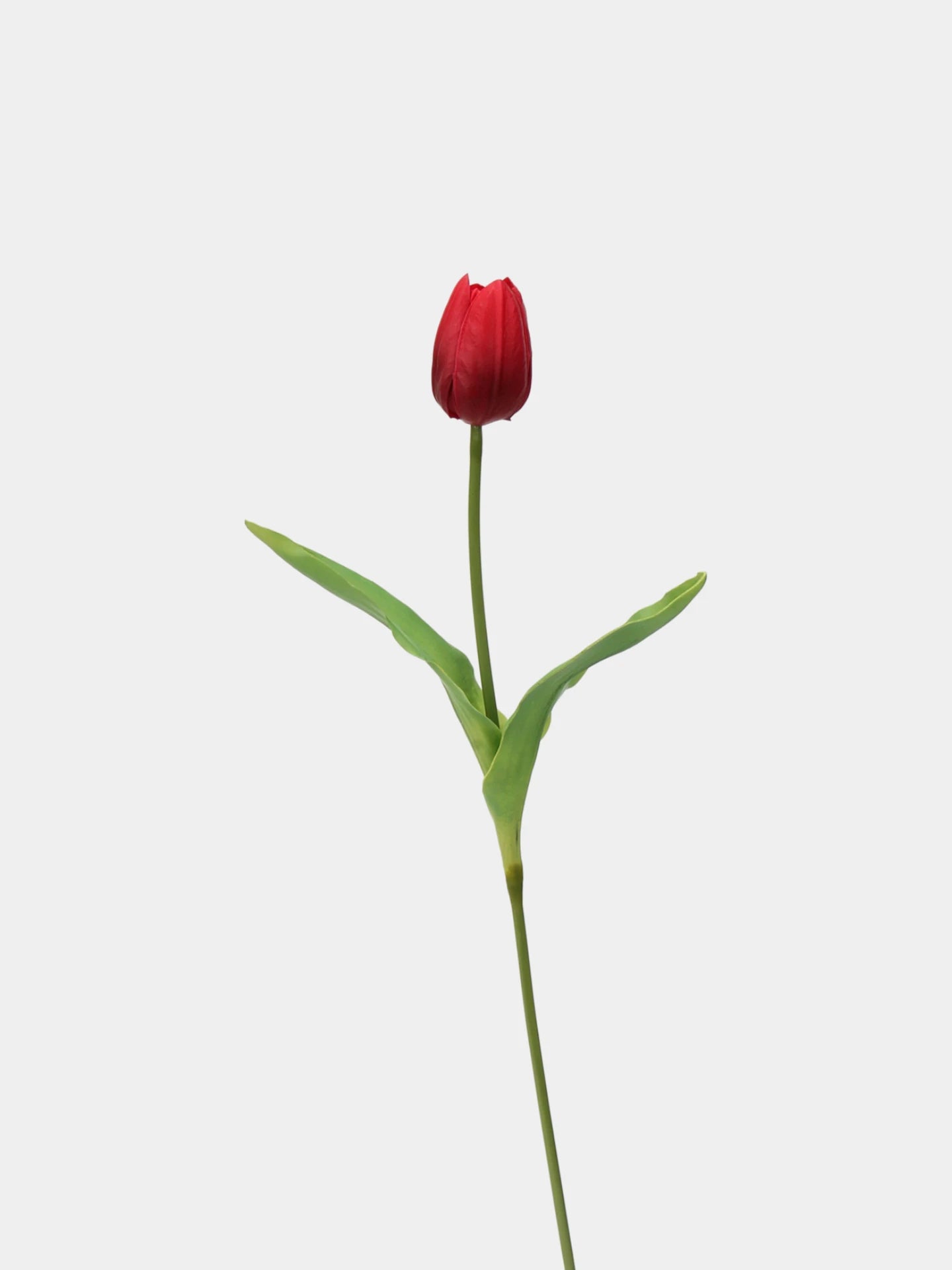 Real-Touch Tulip Stem– 23"
