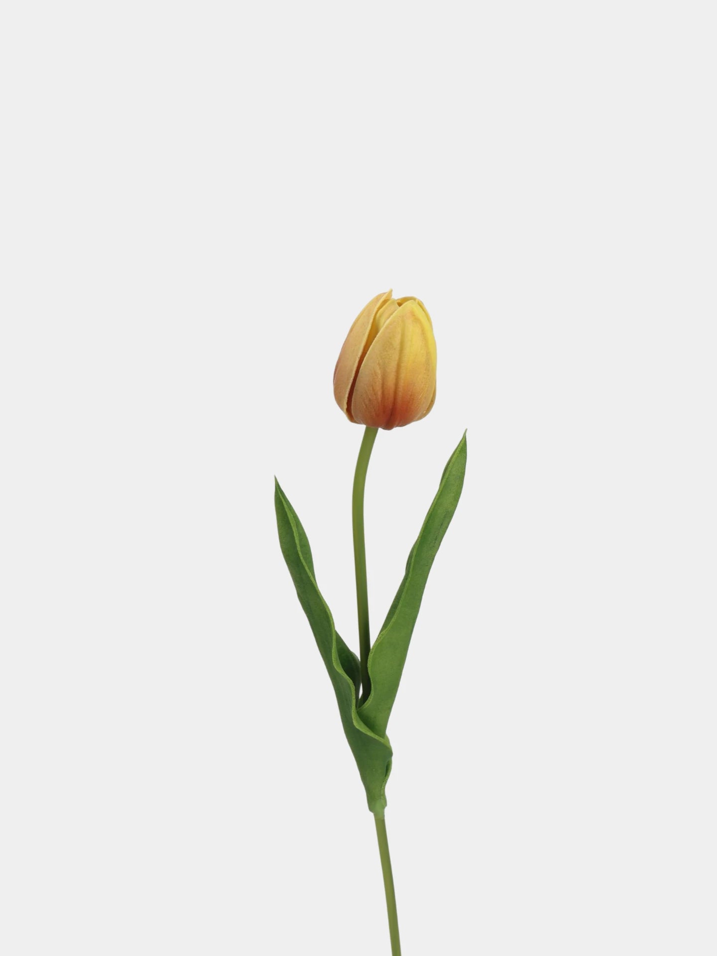 Real-Touch Tulip Stem– 23"