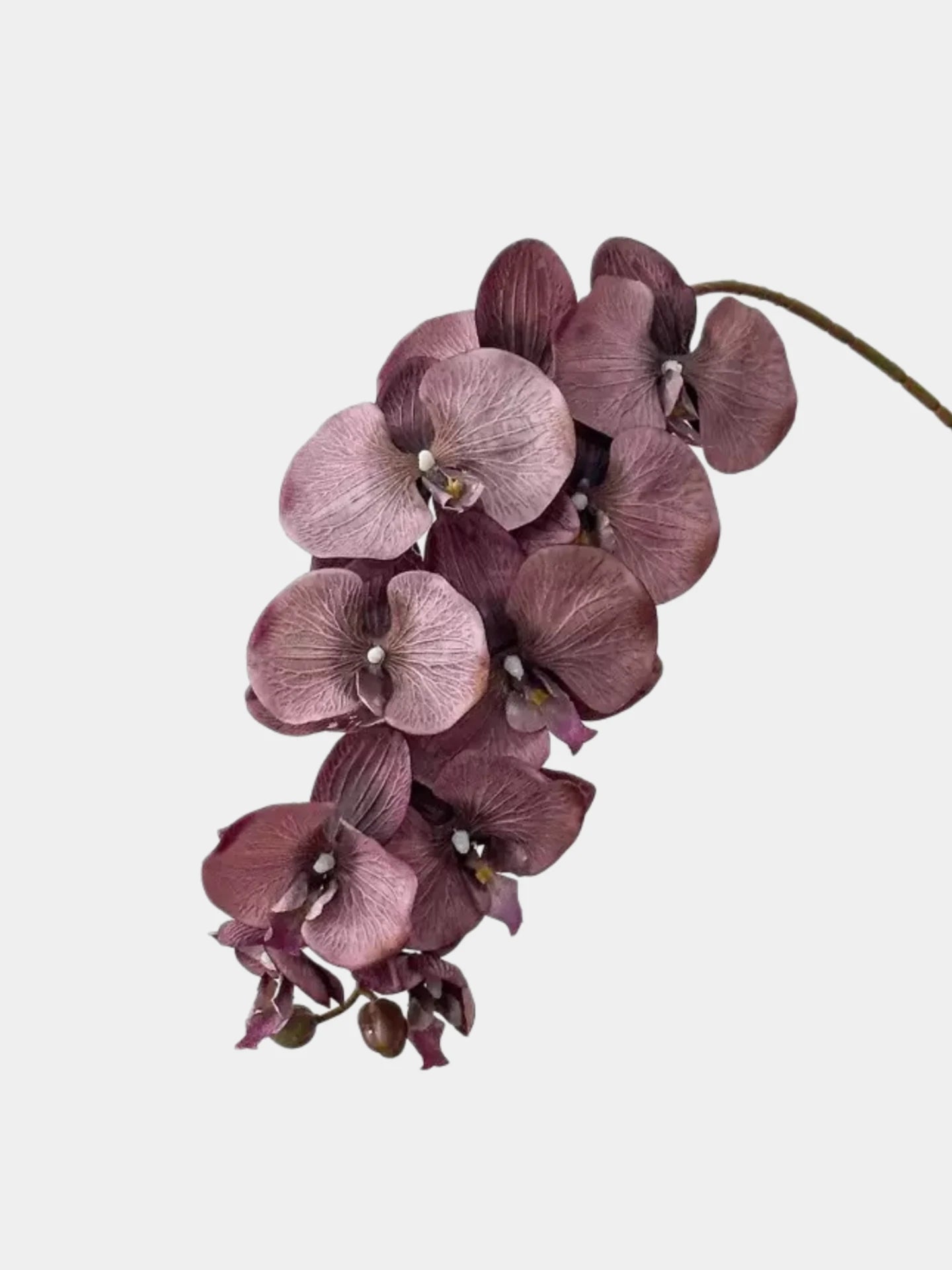 Real Touch 10-Head Phalaenopsis Orchid Stem – 37"/95cm