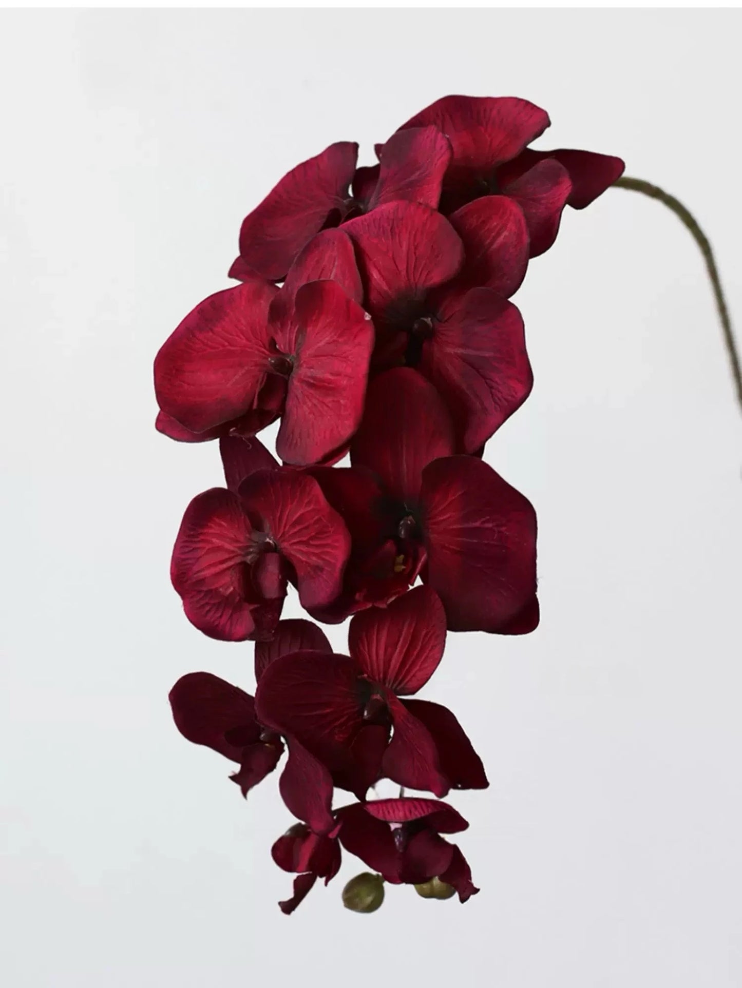Real Touch 10-Head Phalaenopsis Orchid Stem – 37"/95cm