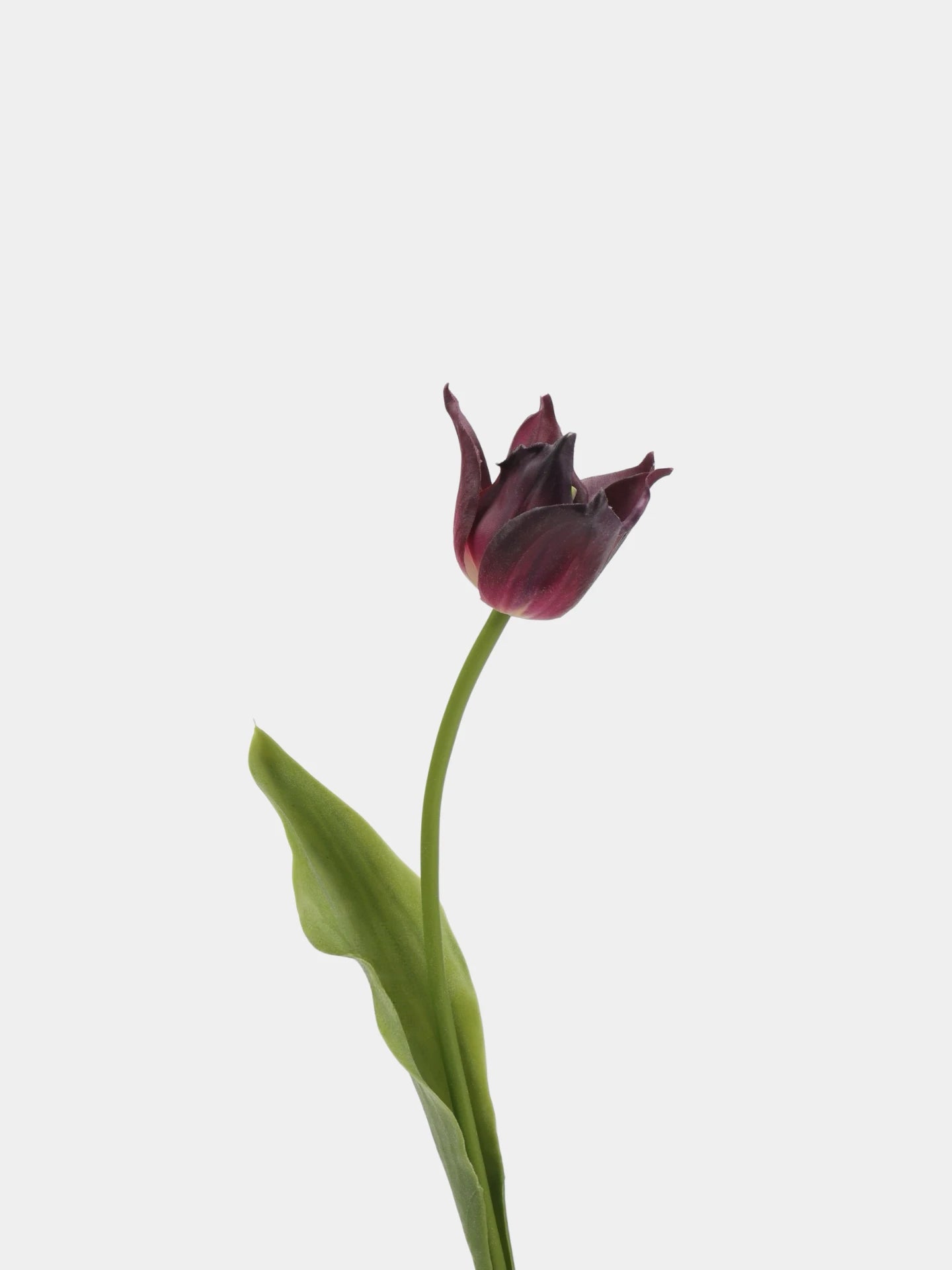 Real Touch Armani Tulip Flower Stem – 17"/43cm