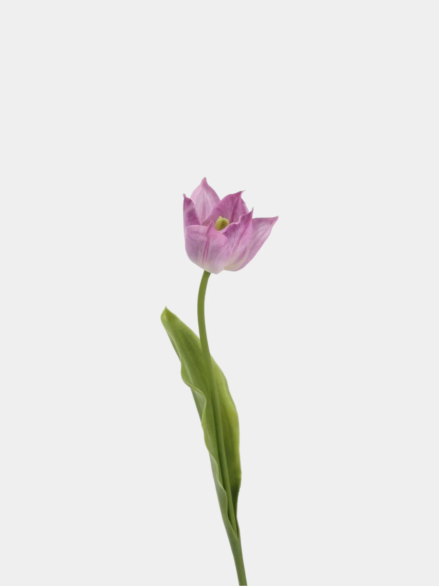 Real Touch Armani Tulip Flower Stem – 17"/43cm