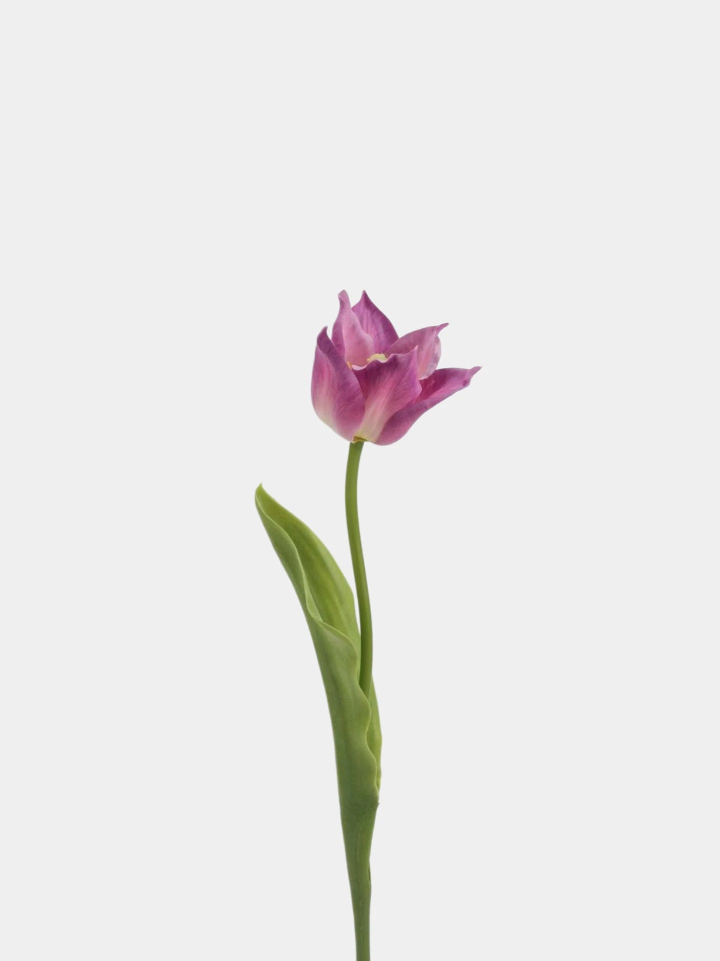 Real Touch Armani Tulip Flower Stem – 17"/43cm