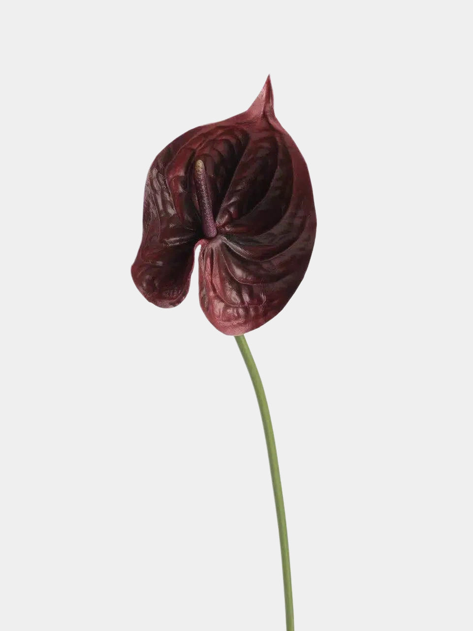 anthurium bordeaux Real Touch Artificial Anthurium Stem – 25.5"