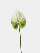 Real Touch Artificial Anthurium Stem – 25.5"