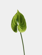Real Touch Artificial Anthurium Stem – 25.5"