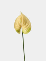 Real Touch Artificial Anthurium Stem – 25.5"