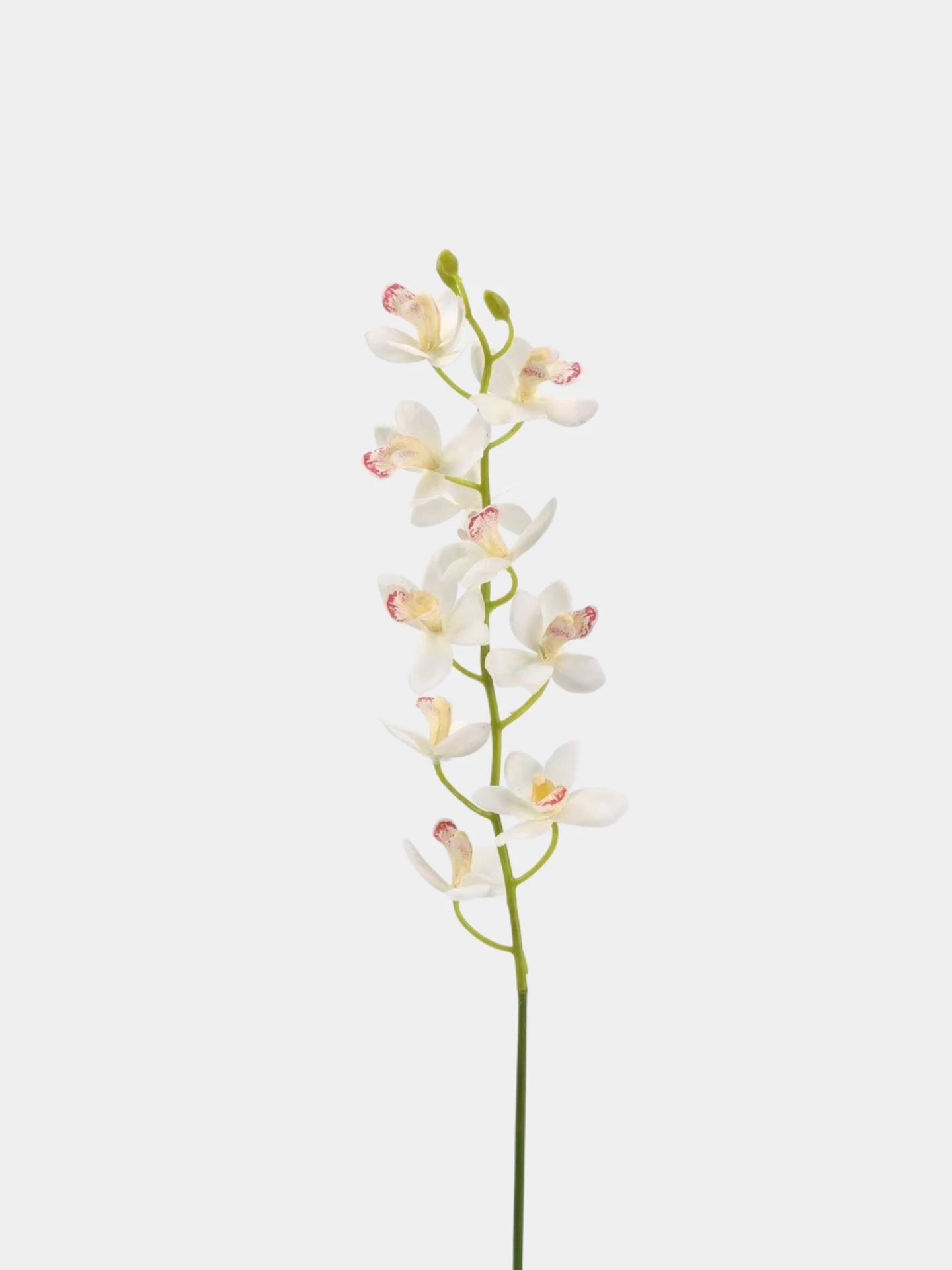 Real Touch Artificial Cymbidium Orchid Stem – 73cm