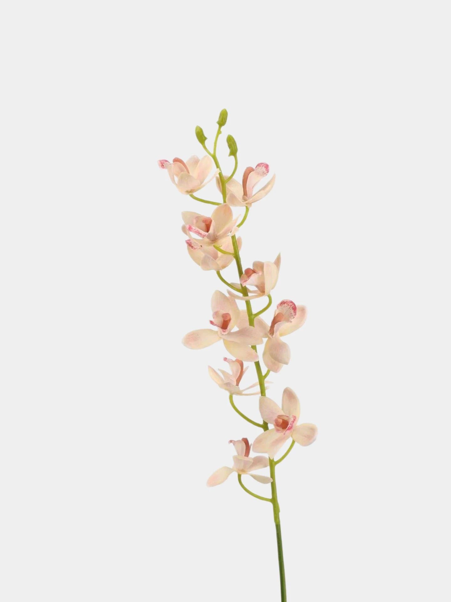 Real Touch Artificial Cymbidium Orchid Stem – 73cm